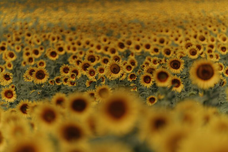 sunflowers in Chianti landscape